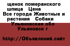 щенок померанского шпица › Цена ­ 45 000 - Все города Животные и растения » Собаки   . Ульяновская обл.,Ульяновск г.